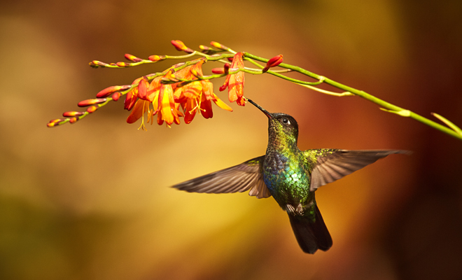 kasa-kolibri-arriendo-de espacio-en-pucon
